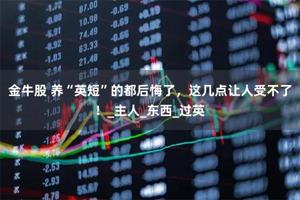 金牛股 养“英短”的都后悔了，这几点让人受不了！_主人_东西_过英